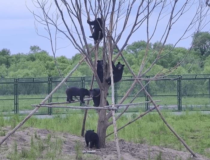 青岛雇用伴游外围(青岛雇用伴游外围公司)