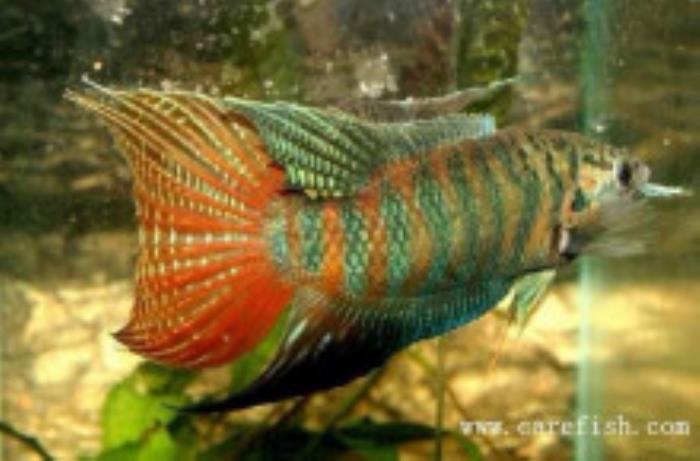 关于广州模特兼职丝足女王的信息