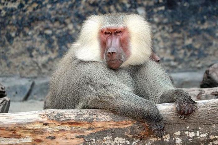 上海野生动物园开放时间是几点钟2022