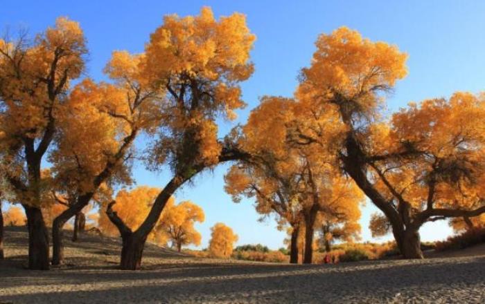 内蒙古自由行攻略及费用 内蒙古自由行攻略及费用