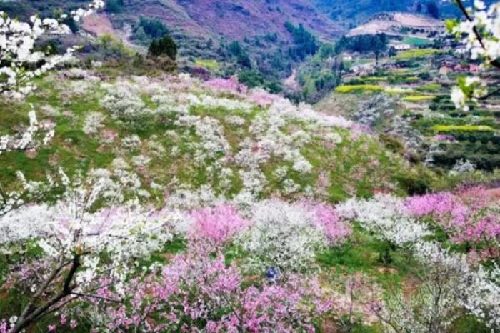 重庆巫山李花最佳观赏路线推荐