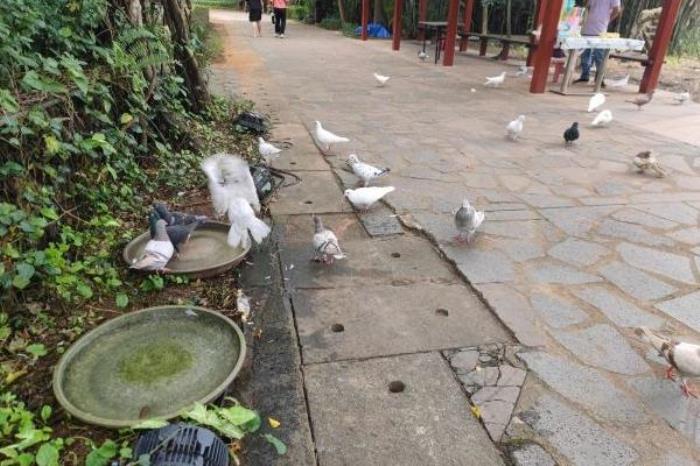 海南热带飞禽世界门票优惠政策 海南热带飞禽世界门票优惠政策