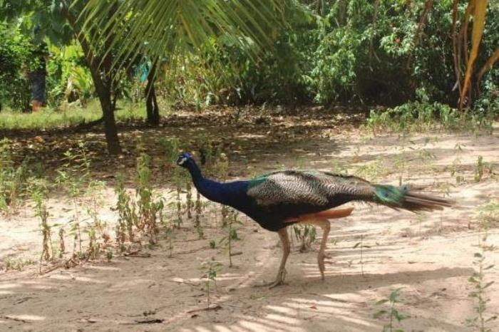 2024海南热带飞禽世界门票价格 2024海南热带飞禽世界门票价格