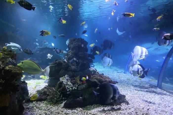 连岛海底世界门票优惠政策 连岛海底世界门票优惠政策