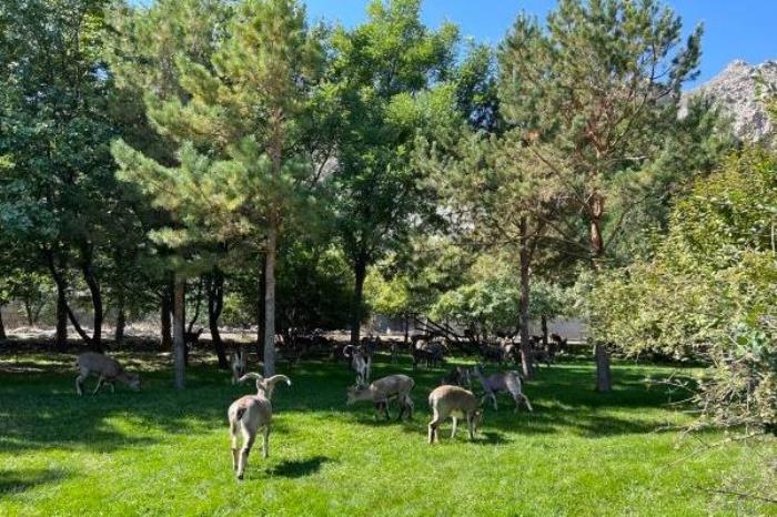 贺兰山国家森林公园门票优惠政策 贺兰山国家森林公园门票优惠政策