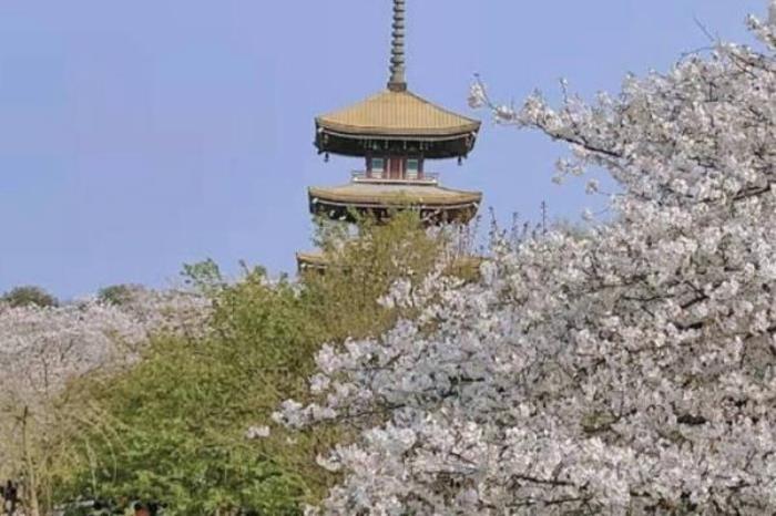 东湖樱花园游玩攻略