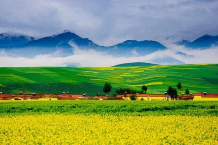 油菜花怎么拍照才好看 附详细教程