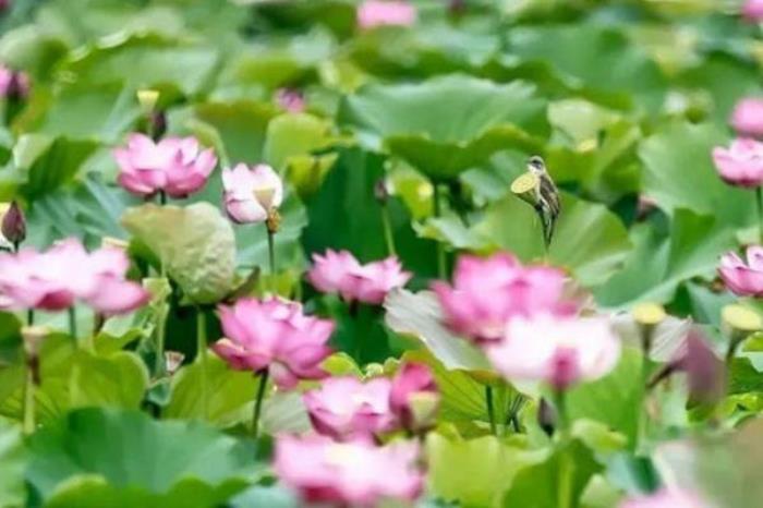 南京暑假带孩子去哪里玩比较合适 南京暑假带孩子去哪里玩比较合适