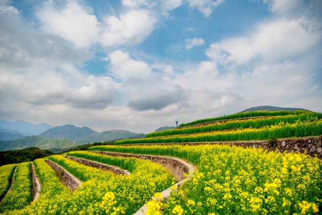 “云”赏花！踏春不出门，我们把春日浪漫送给你~