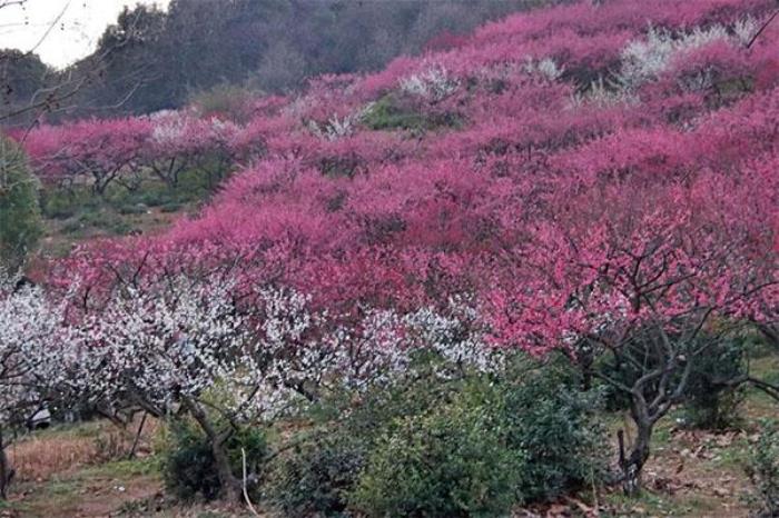 2024超山风景区门票优惠政策