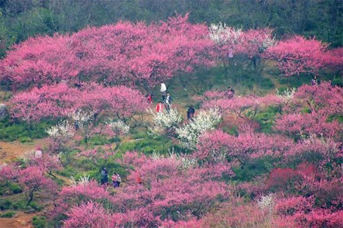 2024超山风景区门票优惠政策 2024超山风景区门票优惠政策
