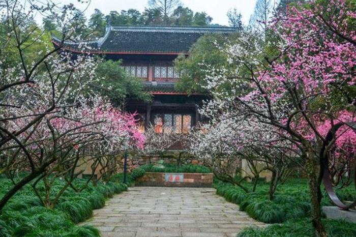 2024超山风景区门票优惠政策 2024超山风景区门票优惠政策