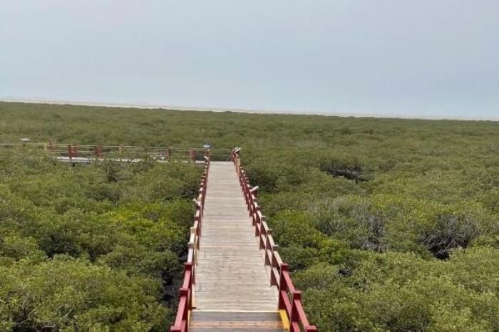 广西红树林在哪个地方