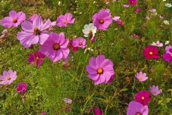 伏热花海门票优惠政策 伏热花海门票优惠政策