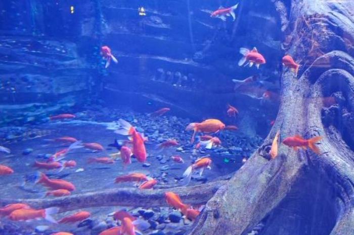 2024西旅乐可龙神奇动物城门票价格 2024西旅乐可龙神奇动物城门票价格