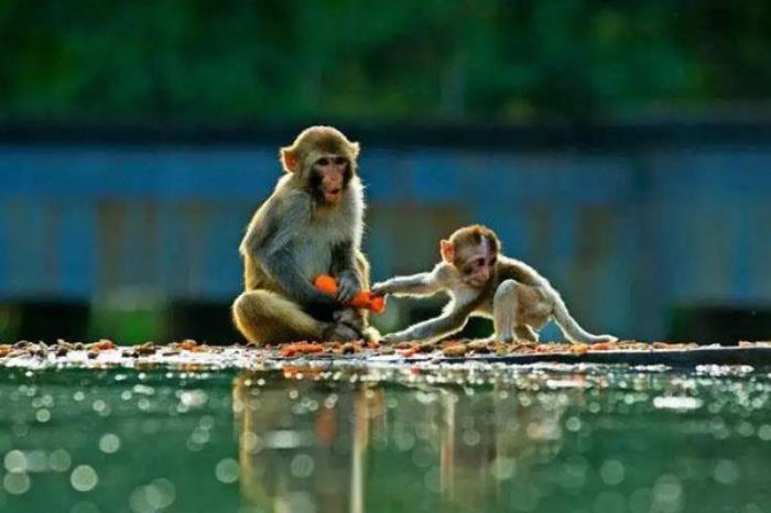 秦皇岛野生动物园游玩攻略 附门票价格及表演时间