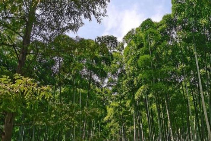 东明山森林公园免票政策 东明山森林公园免票政策