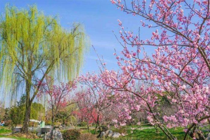 无锡尚田小镇赏樱攻略及春游攻略