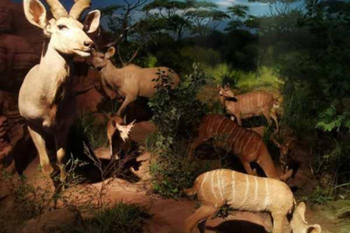 重庆自然博物馆怎么预约 重庆自然博物馆怎么预约