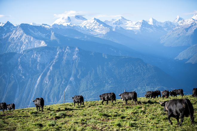 在瑞士阿尔卑斯山里面小镇生活，是什么体验？