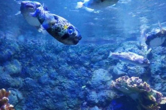 郑州海洋馆一日游攻略 郑州海洋馆一日游攻略