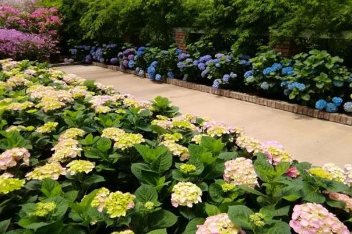 新津花舞人间旅游攻略 附门票价格及开放时间 新津花舞人间旅游攻略 附门票价格及开放时间