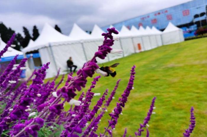 新津花舞人间旅游攻略 附门票价格及开放时间 新津花舞人间旅游攻略 附门票价格及开放时间