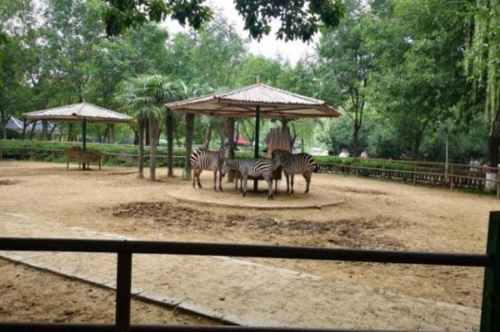 郑州市动物园游玩攻略