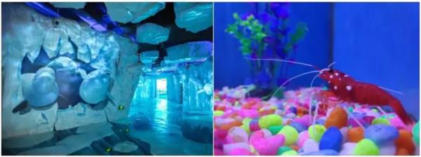 芜湖新华联大白鲸海洋公园 芜湖新华联大白鲸海洋公园