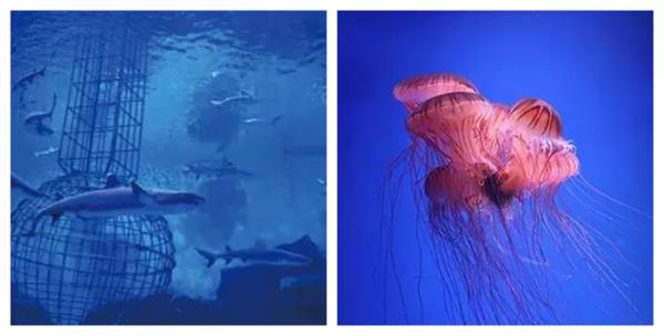 芜湖新华联大白鲸海洋公园 芜湖新华联大白鲸海洋公园