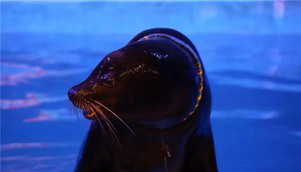 芜湖新华联大白鲸海洋公园 芜湖新华联大白鲸海洋公园