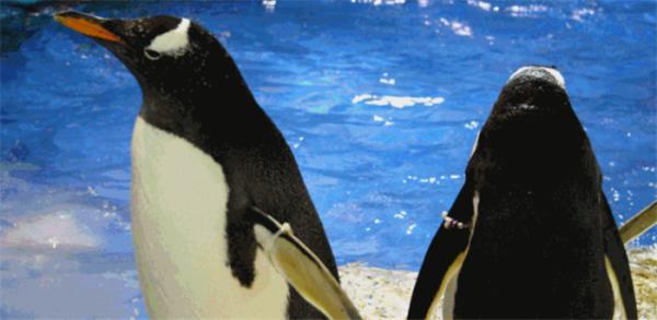 芜湖新华联大白鲸海洋公园 芜湖新华联大白鲸海洋公园