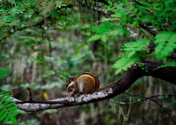 迪庆藏族自治州普达措国家公园