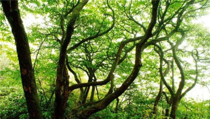 咸宁九宫山 咸宁九宫山