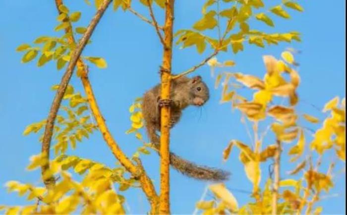 武汉松鼠部落森林假日公园 武汉松鼠部落森林假日公园