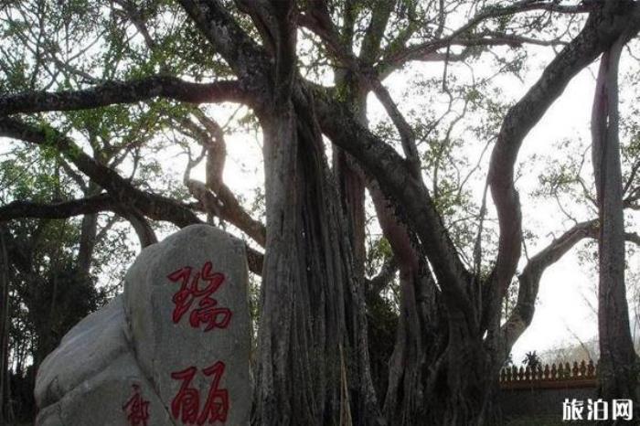 独树成林景区 独树成林景区