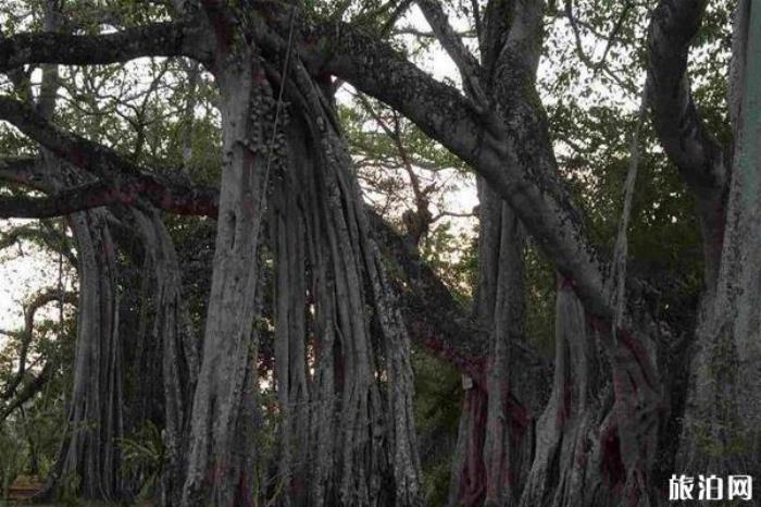 独树成林景区 独树成林景区