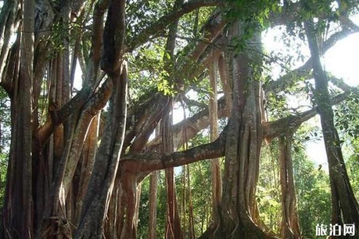 独树成林景区 独树成林景区