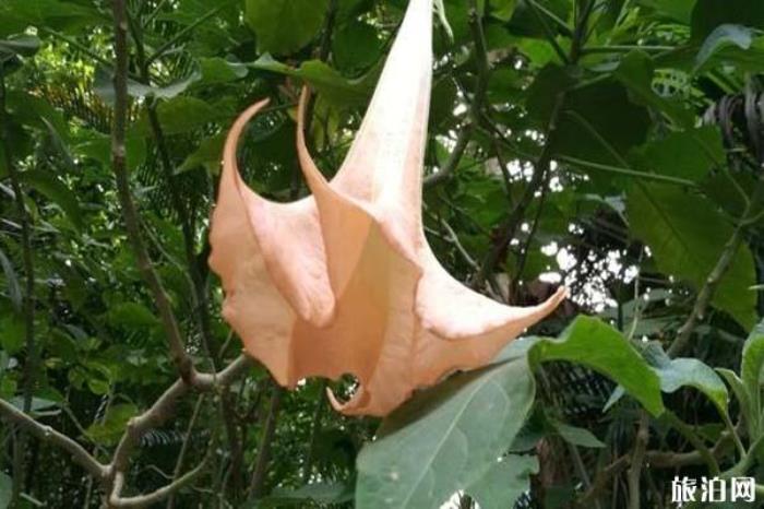 曼听公园景区 曼听公园景区