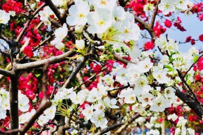 翠湖梨乡 翠湖梨乡