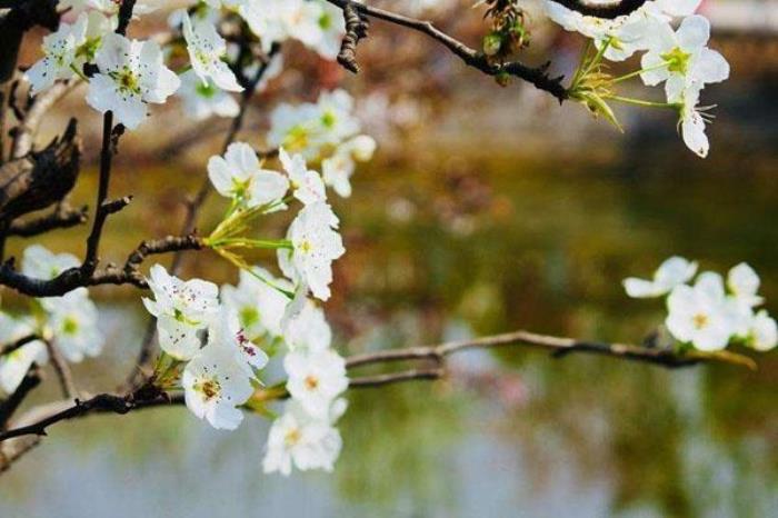 翠湖梨乡 翠湖梨乡