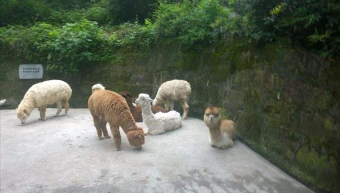 碧峰峡野生动物园