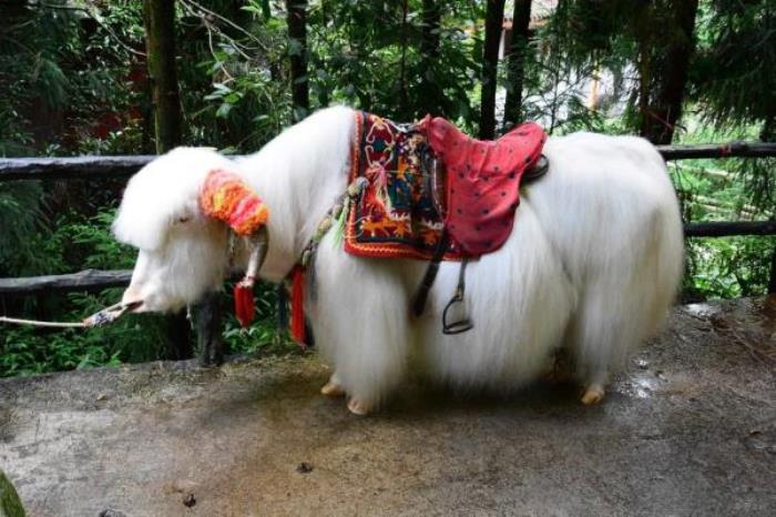 碧峰峡野生动物园