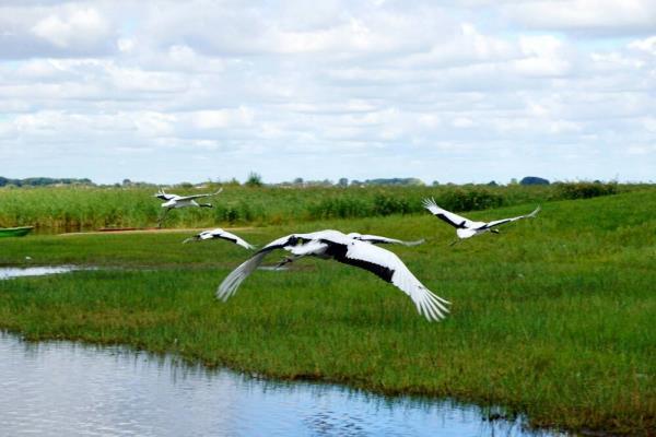扎龙自然保护区 扎龙自然保护区