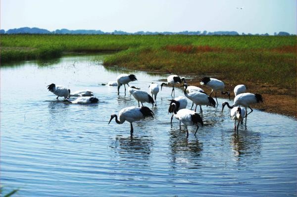 扎龙自然保护区 扎龙自然保护区