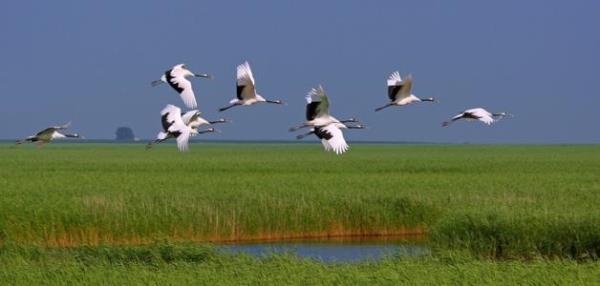 扎龙自然保护区 扎龙自然保护区