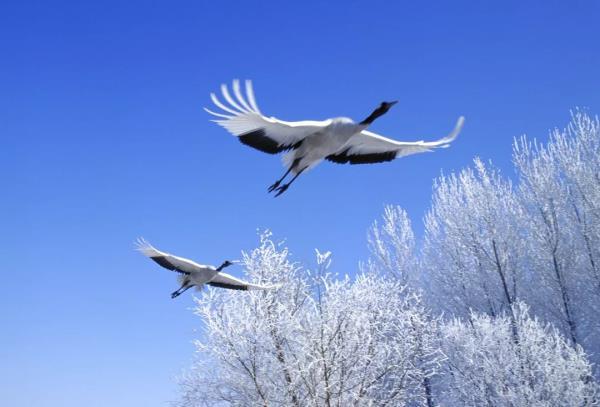 扎龙自然保护区 扎龙自然保护区