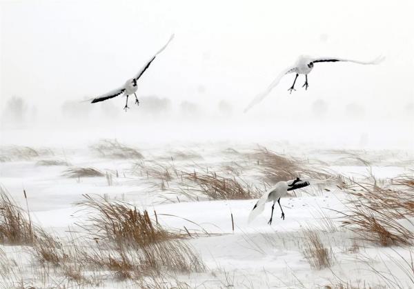 扎龙自然保护区 扎龙自然保护区