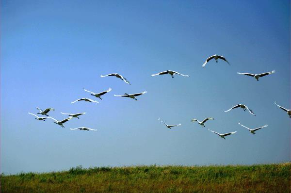 扎龙自然保护区 扎龙自然保护区