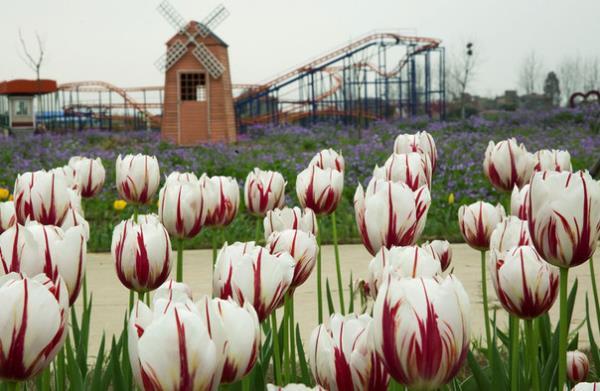 百万花海风景区 百万花海风景区